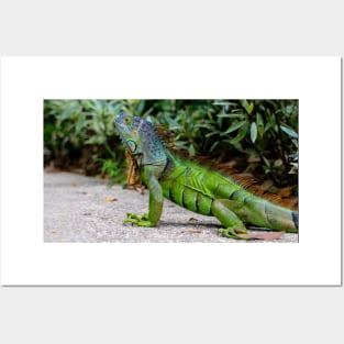 Green Lizard Dragon Posters and Art